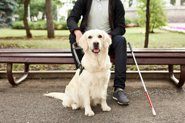 young blind man stroke his helpful dog guide, kind golden retriever love his owner, while walking...