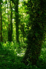 Obraz premium forest