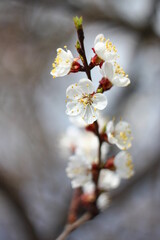 cherry blossom in spring