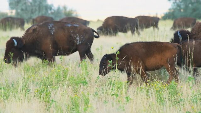 Family bison with calves herd panning on Antelope Island State Park near Great Salt Lake City in Utah, USA 