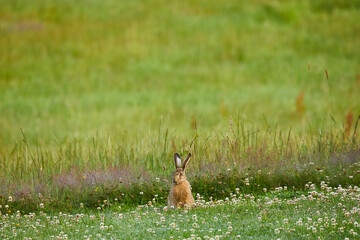 hase im klee
