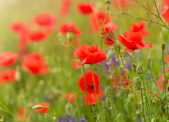 Beautiful red poppies. Red Flower symbol of war. remembrance day