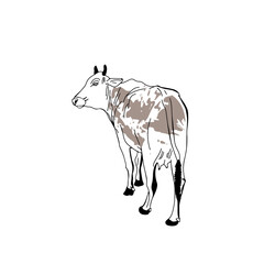Hand drawn cow, calf, side view, standing. Vector illustration. For print. Poster. Web