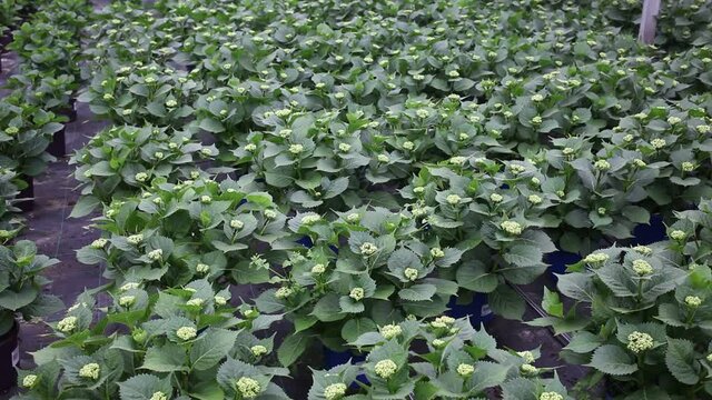 Beautiful flowering plants Hydrangea cultivated in modern hothouse 