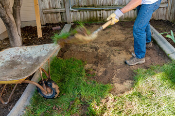 Yard worker shovels grass sod into a wheel barrel