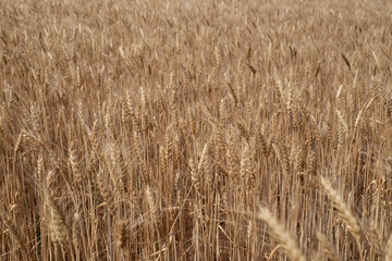 background of a wheat field, ripe spikelets with seeds grow in a field in southern Russia