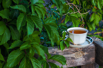 White porcelain tea cup on the wooden balcony with green wild grapes background. Warm healthy herbal drink. Natural beverages wallpaper. Hot brewed tea on fresh air. Cozy home weekend breakfast.