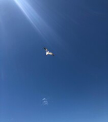 bird flying in blue sky with clouds