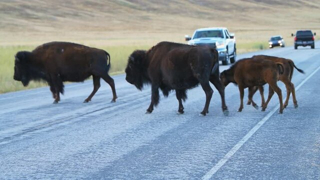 Antelope Island State Park, USA With Bison Family With Calves Calf Herd Crossing Road In Great Salt Lake City In Utah 