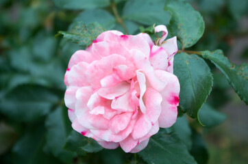 Obraz premium my pictures