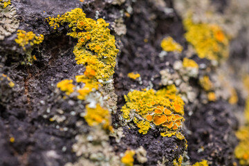 Yellow Lichen (Xanthoria Parietina) on Tree Bark