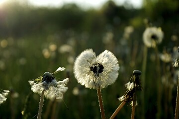 A close up of the head of a white fluffy dandelion plant. puffy dandelion with seeds in morning...