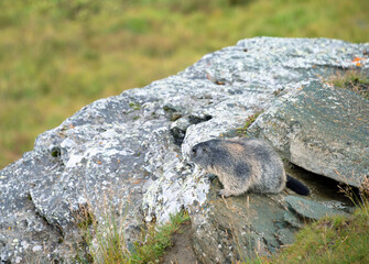 Marmot in Hohe Tauern National Park, Austria, Europe