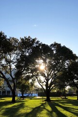 trees in the park at sunset