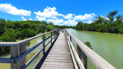 島尻マングローブ林５