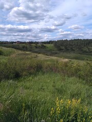Fototapeta premium meadow with flowers