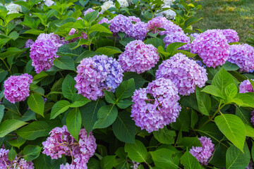 
A delightful purple hydrangea on a bush in an inflorescence garden on bushes, shot in the middle plan from an upper side view.