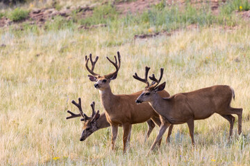 Herd of Bucks