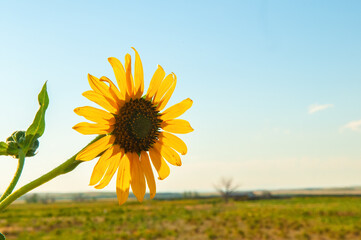 Fototapeta premium Sunflower in Farm Field