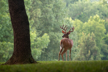 Large white-tailed deer buck in a meadow