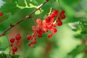 Red currant berries on the bush in the garden.