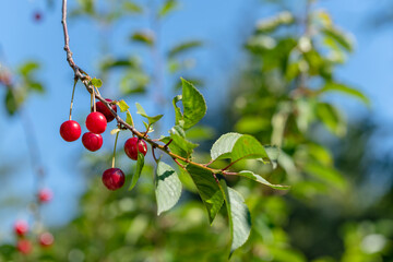 Ripe cherries hanging from a cherry tree branch. Orchard in the summer