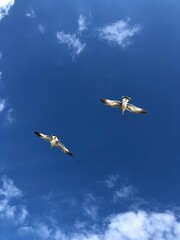 birds in the sky