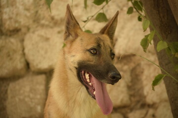Malinois