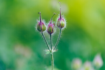 Faded flowers in the garden, close-up. The symbol of transience