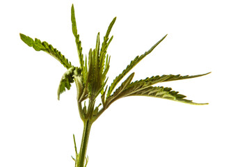 green cannabis sprout on white background