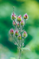 Faded flowers in the garden, close-up. The symbol of transience