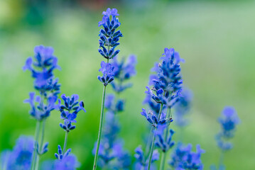 Lavender flowers in the summer garden, closeup. Selective focus