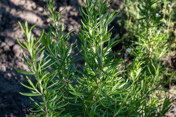 Green rosemary leaves in agriculture plantation. Fresh herb