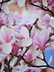 Magnolia