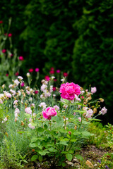 View on beautiful pink rose in a garden