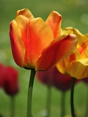 Pomarańczowy tulipan