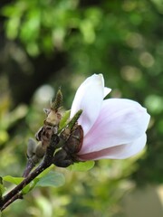 Fioletowa magnolia