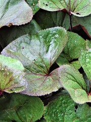 Zielone  letnie liście