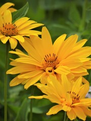 Ż&oacute;łty kwiat na łące