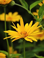 Ż&oacute;łty kwiat na łące