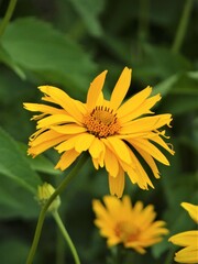 Żółty kwiat na łące