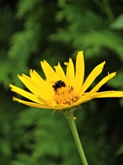 Ż&oacute;łty kwiat na łące