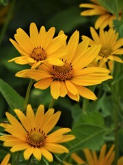 Żółty kwiat na łące