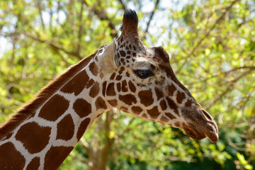 Fototapeta na wymiar Close-up of giraffe head. Giraffe in the park on a summer day. Selective focus.