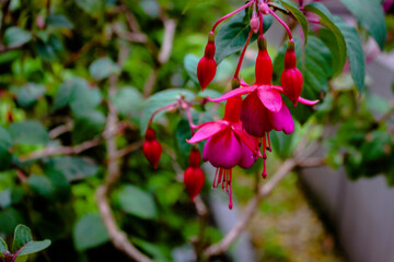 Close Up Of Fuchsia Magellanica Flowers.