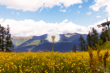 the ski slope during the summer is a flower field. In the foreground a dandelion and yellow flowers all around. in the background a gondola lift, rocky dolomite alps mountains and clouds