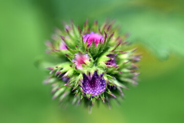 Aufgehende Blüten von Gewöhnlichem Leberkraut