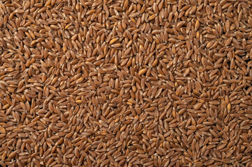 Close up wheat, rye and barley grain food background. Harvest concept. Horizontal orientation