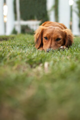 dog in the grass