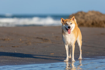 A beautiful dog standing in the shore of a beach